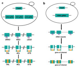 微生物所在酵母中开发crispr cas9介导的多重基因组编辑新技术