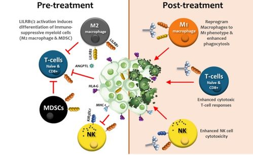 瑞士生物科技公司immunos therapeutics基于人类白细胞抗原变体开发免疫调节蛋白,用于癌症治疗并重塑肿瘤微环境 瑞士创新100强